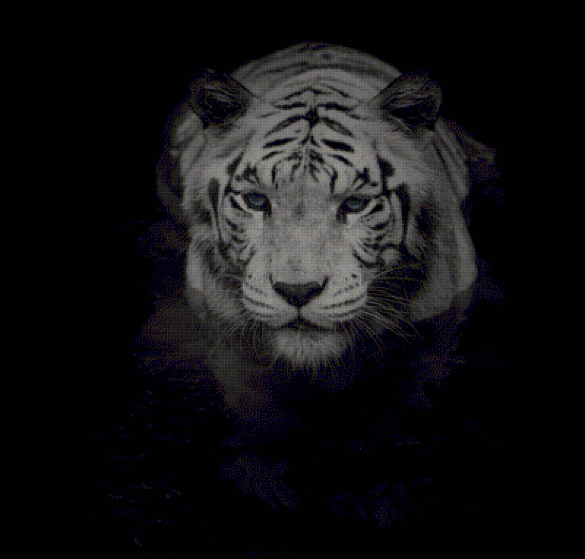 tigre tela negra - tigre tela negra - предпросмотр