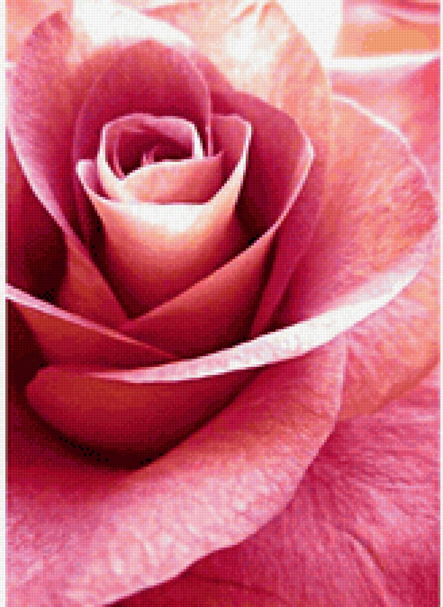 Розовая роза - роза - предпросмотр