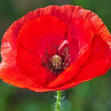 Схема вышивки «маки»