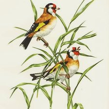 Схема вышивки «naturaleza»