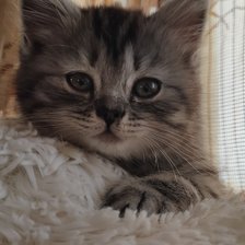 Схема вышивки «Котенок»