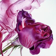 Схема вышивки «Роза»