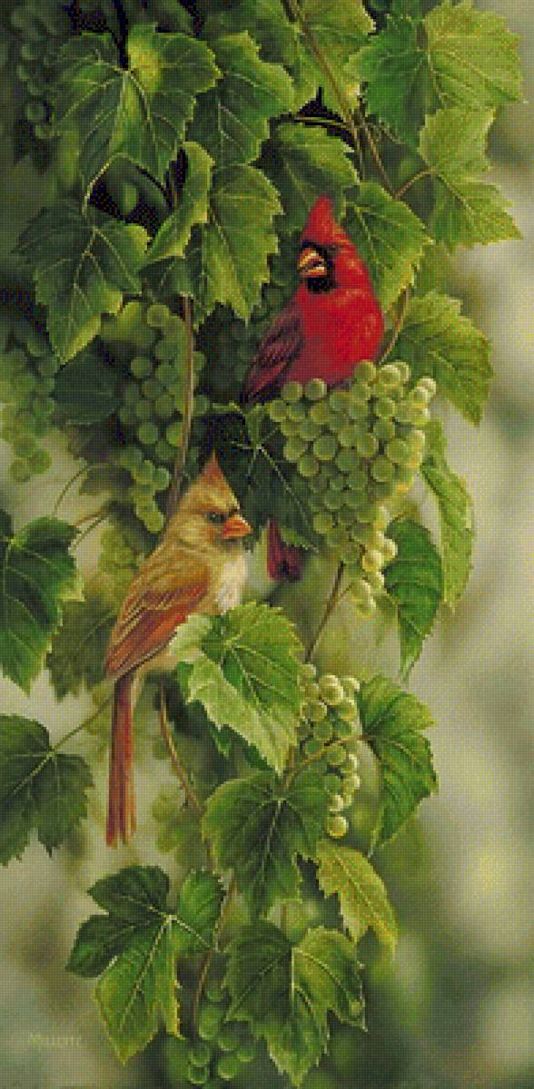 cardenales - pajaros, aves - предпросмотр