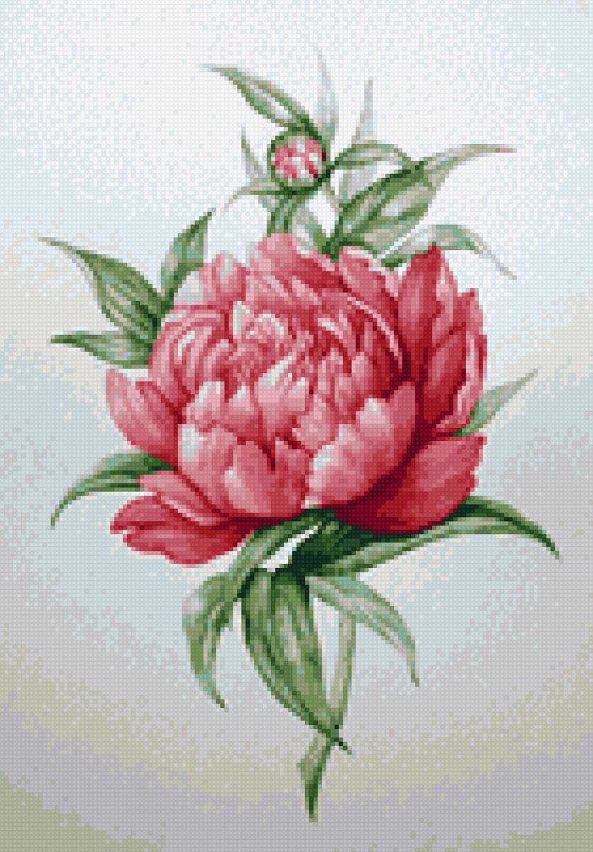 Piwonia - bukiet, piwonie, kwiaty - предпросмотр