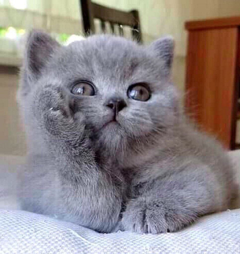 №2248564 - оригинал