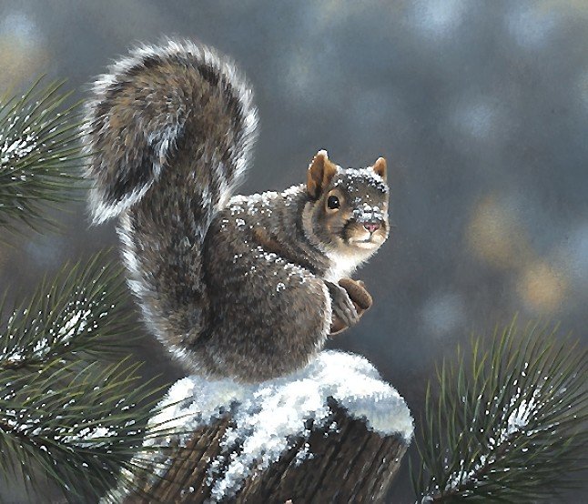 белка - мир животных - оригинал