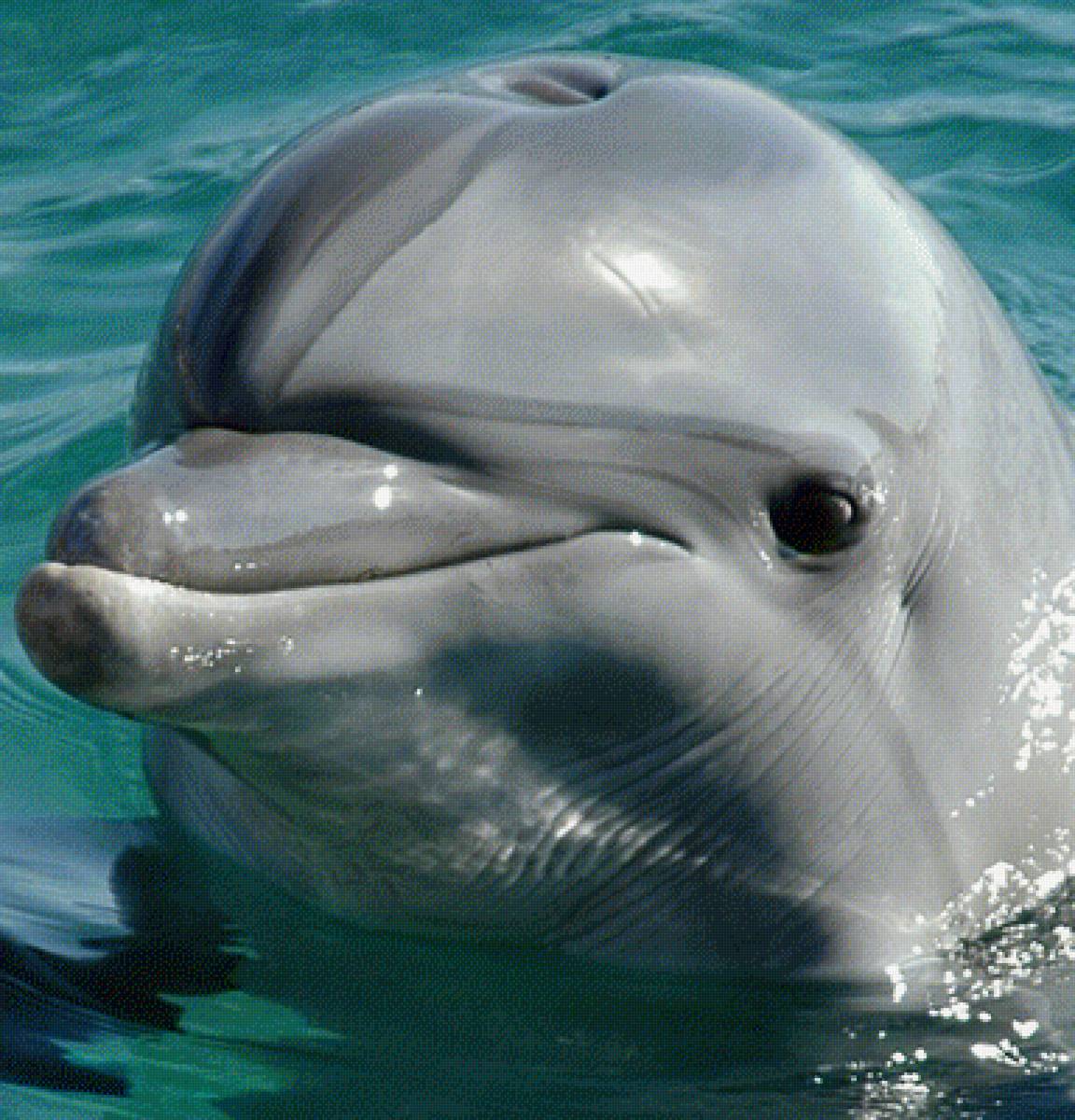 Дельфин - предпросмотр