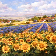 подсолнухи и лаванда