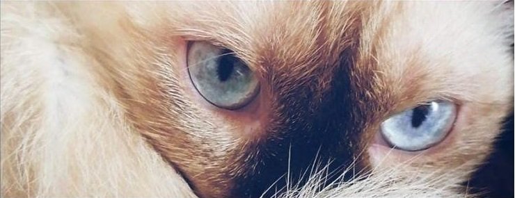 Gato de Rizo - gato de rizo - оригинал