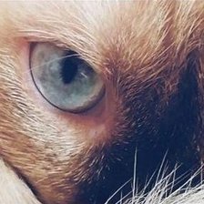 Схема вышивки «Gato de Rizo»