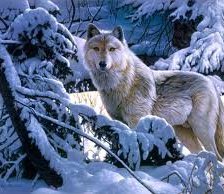Оригинал схемы вышивки «белый волк в лесу» (№2250358)