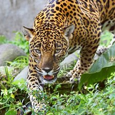 Схема вышивки «Южно-перуанский пятнистый ягуар»