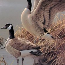 Схема вышивки «Canada geese»