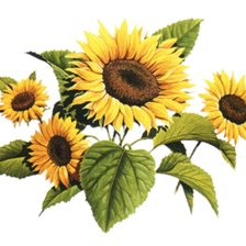 Схема вышивки «girasoles»