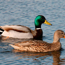 Схема вышивки «Azulón»