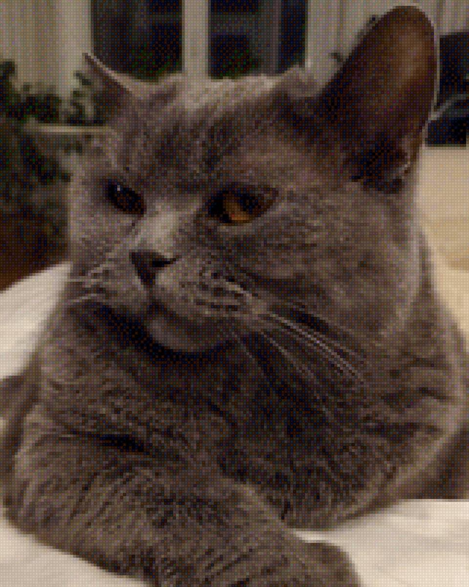 Моя Ася - британская кошка, кошка, британец, ася - предпросмотр