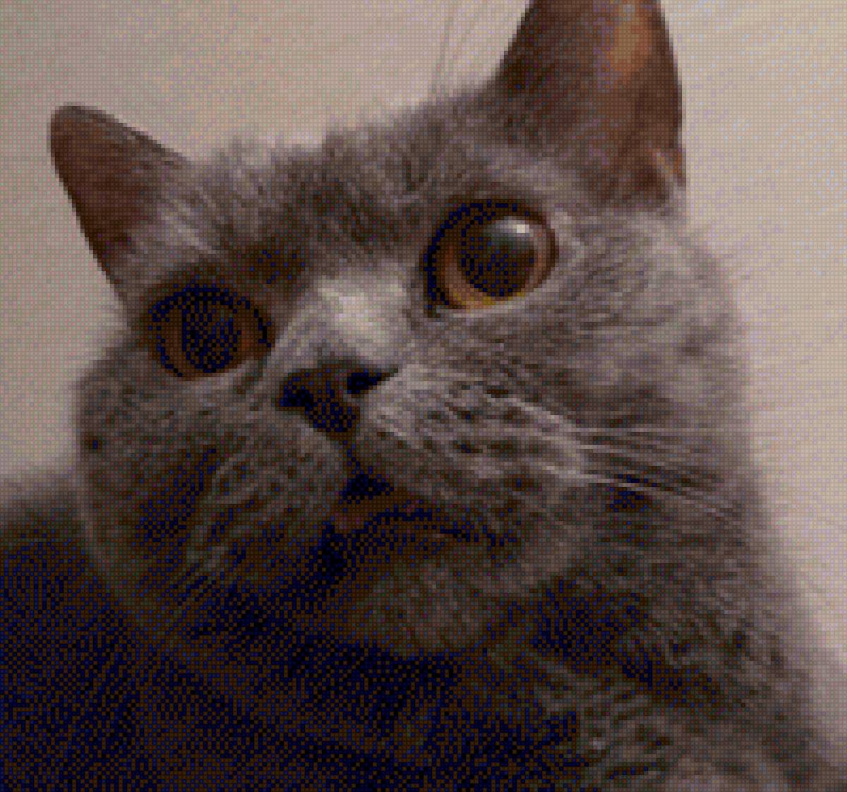 Моя Ася! - британец, британская кошка, кошка, ася - предпросмотр