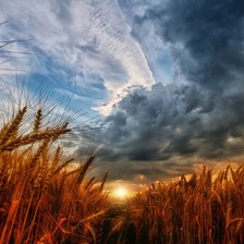 Схема вышивки «поле»