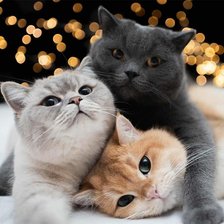 Схема вышивки «Котики»