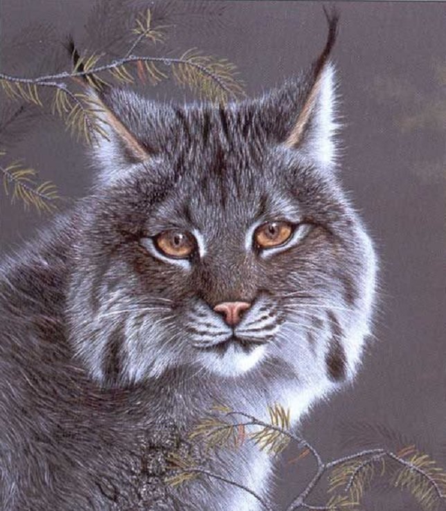 Gato.selvagem. - animais. - оригинал