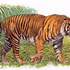 Схема вышивки «Tigre.»