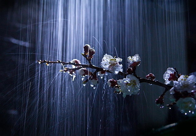 вишня - вишня, пнк, цветок, ливень - оригинал