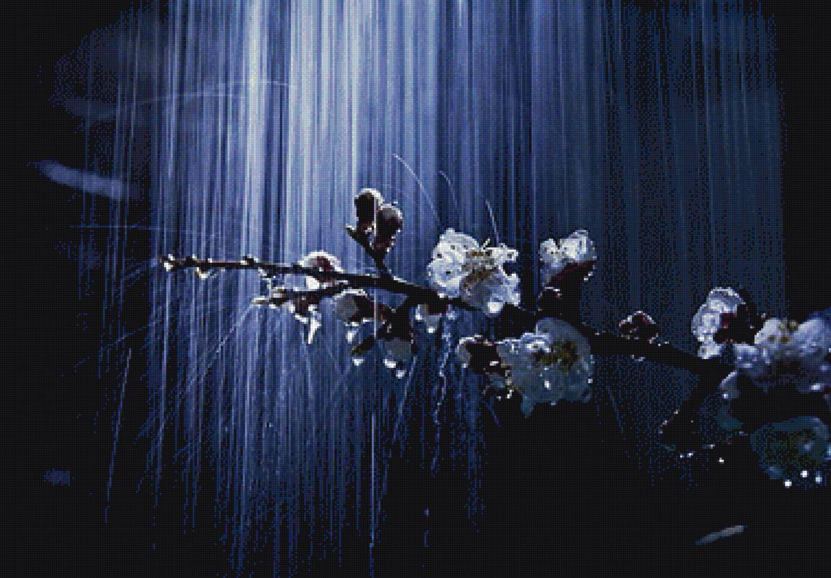 вишня - ливень, цветок, вишня, пнк - предпросмотр