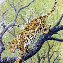 Схема вышивки «Leopardo.»