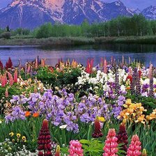 Схема вышивки «цветы у гор»