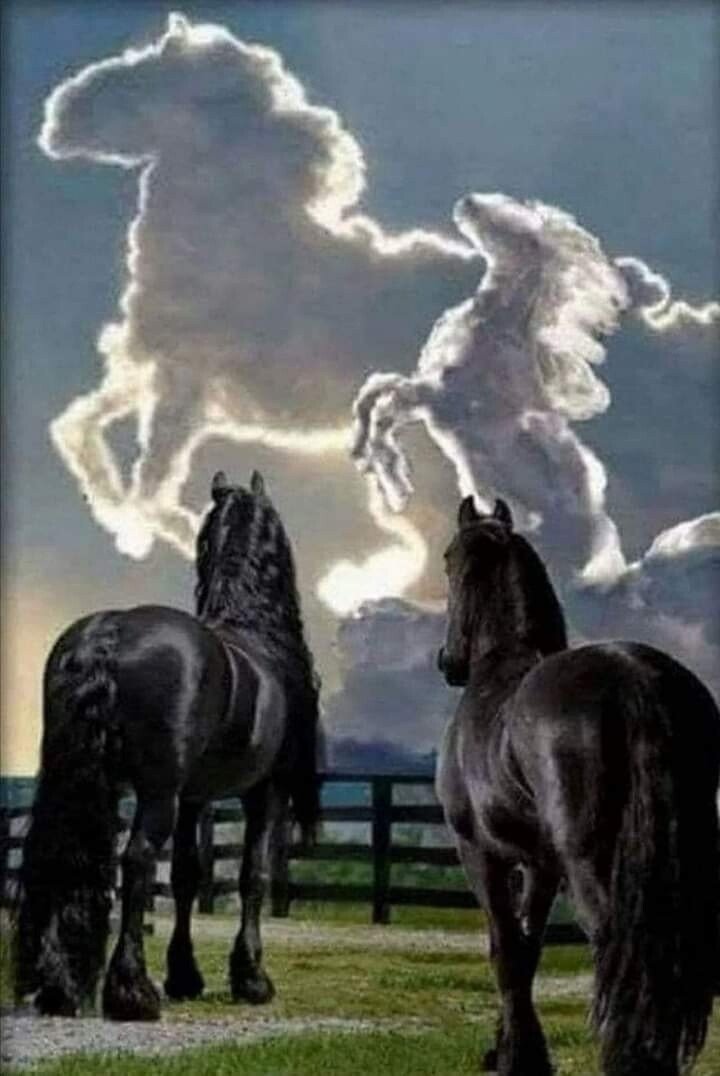 облака-кони - животные, лошади, облака, кони - оригинал