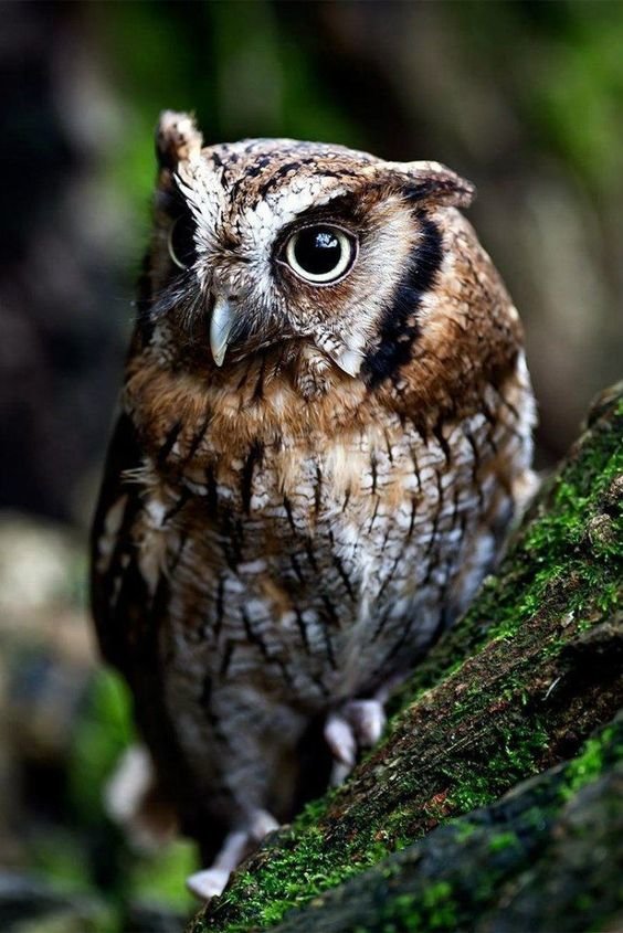 Сова - птицы, сова - оригинал