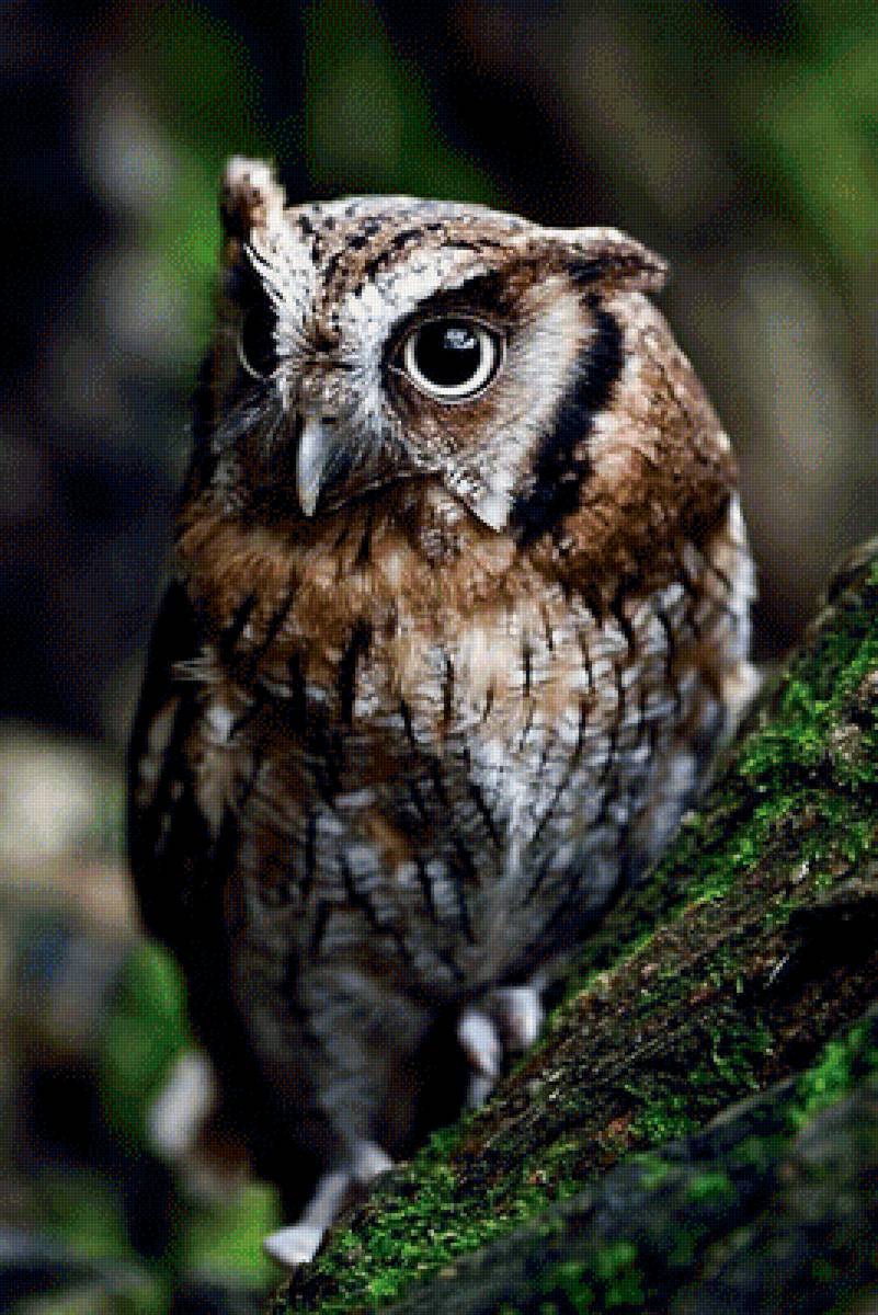 Сова - сова, птицы - предпросмотр