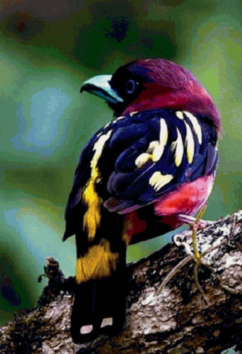 птичка - дерево, птицы - предпросмотр