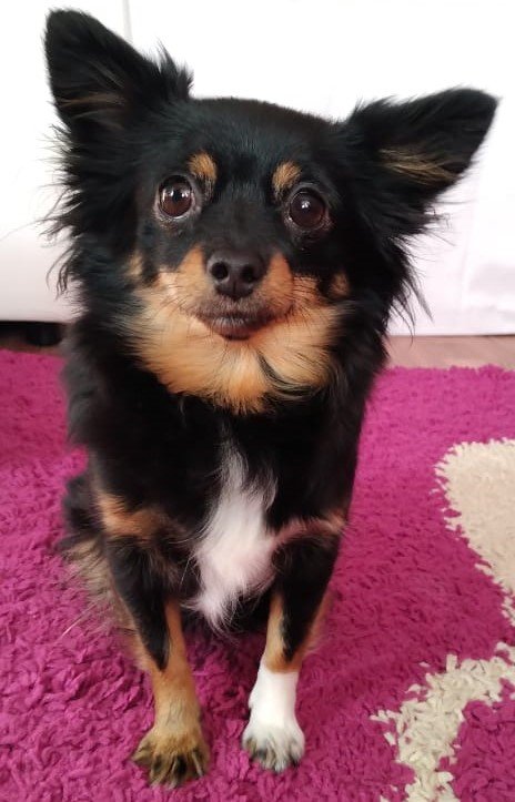 Чишка - собака, чихуахуа - оригинал