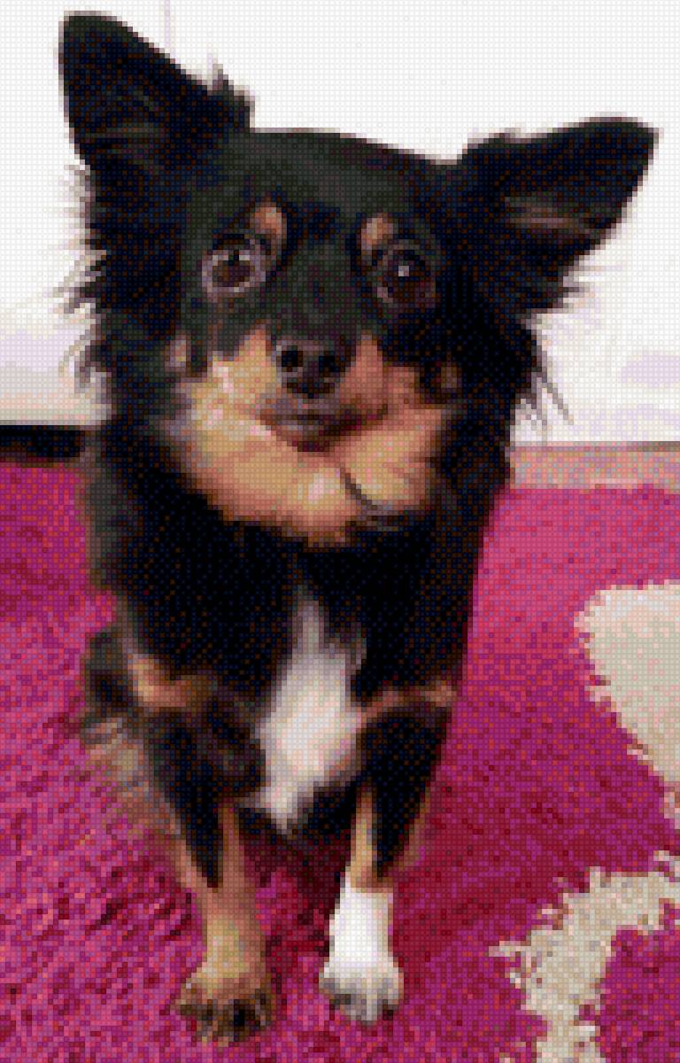 Чишка - чихуахуа, собака - предпросмотр