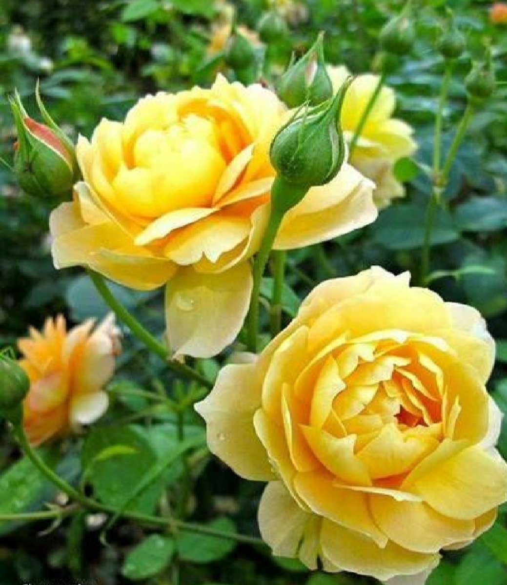 Желтые английские розы. Желтые розы Остина.