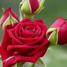 Схема вышивки «Розы»