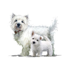 Схема вышивки «№2252411»