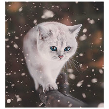 Оригинал схемы вышивки «Зимний котик.» (№2252501)
