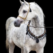 Схема вышивки «Cavalo ,árabe.»