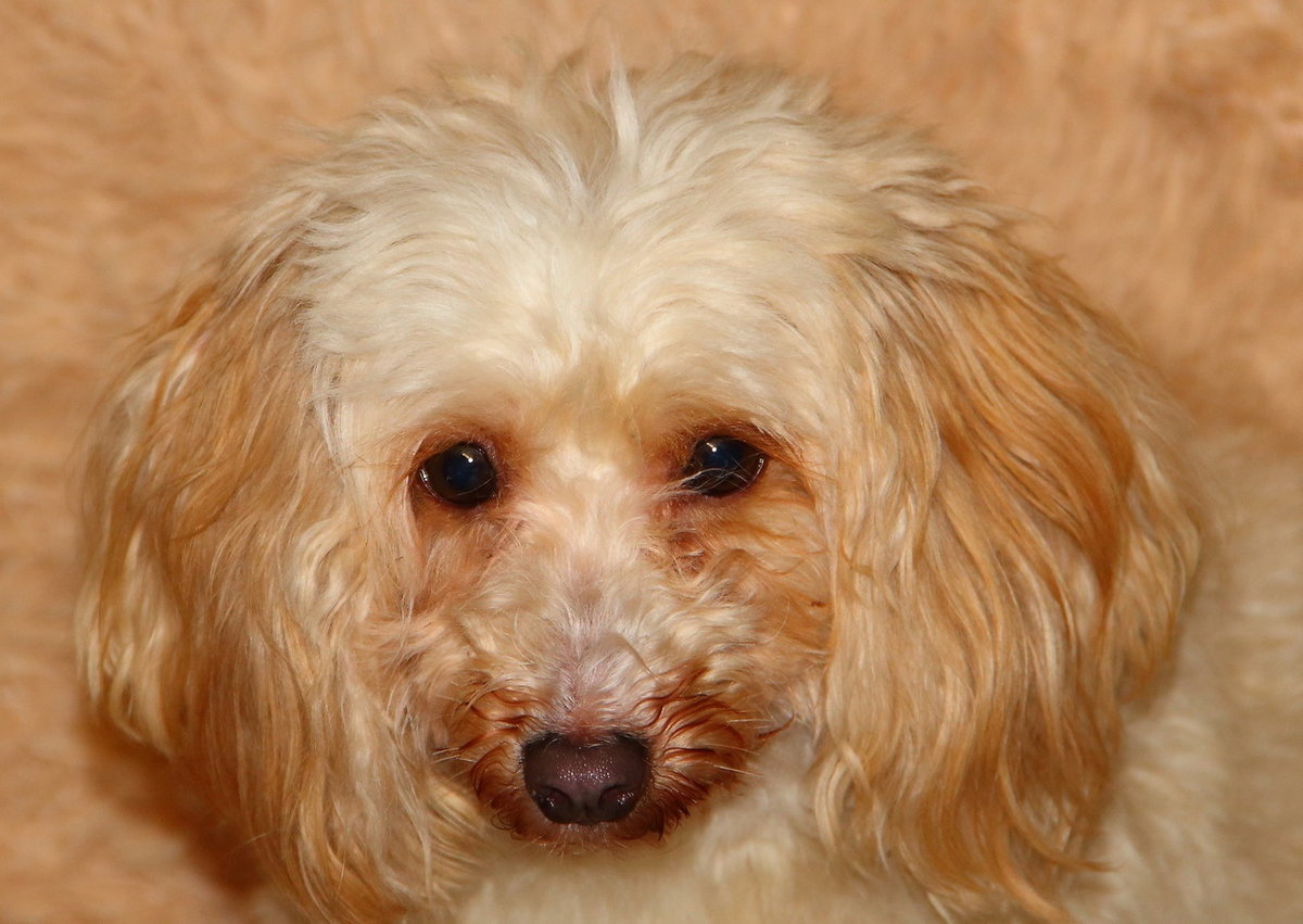 Милый пёсик - щенок, собака, мордочка - оригинал