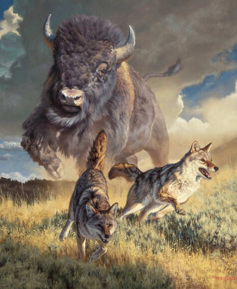Bisonte - paisaje - оригинал