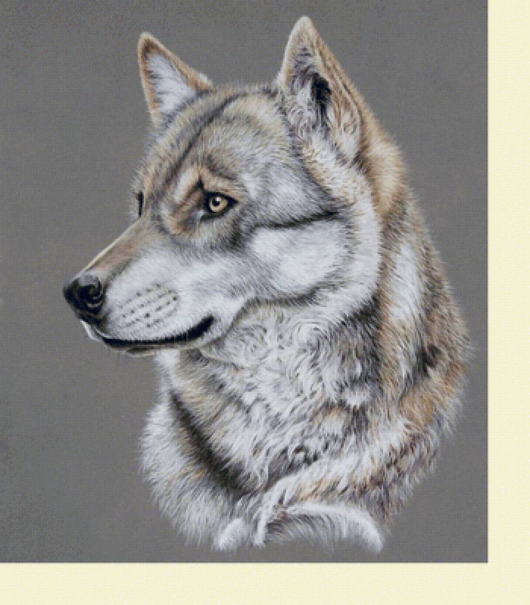 №2253137 - хищники, волки, животные - предпросмотр