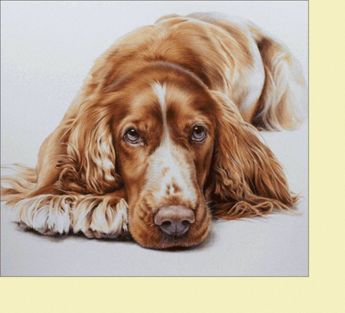 №2253145 - собаки, животные - предпросмотр