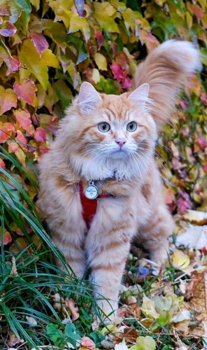 Gato. - animais. - оригинал