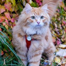 Схема вышивки «Gato.»