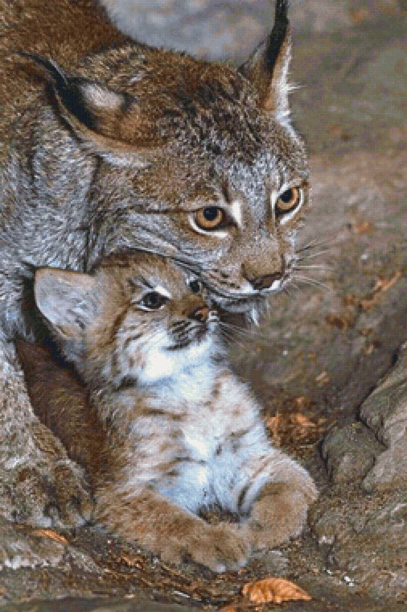 Gato.selvagem. - animais. - предпросмотр