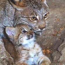 Схема вышивки «Gato.selvagem.»