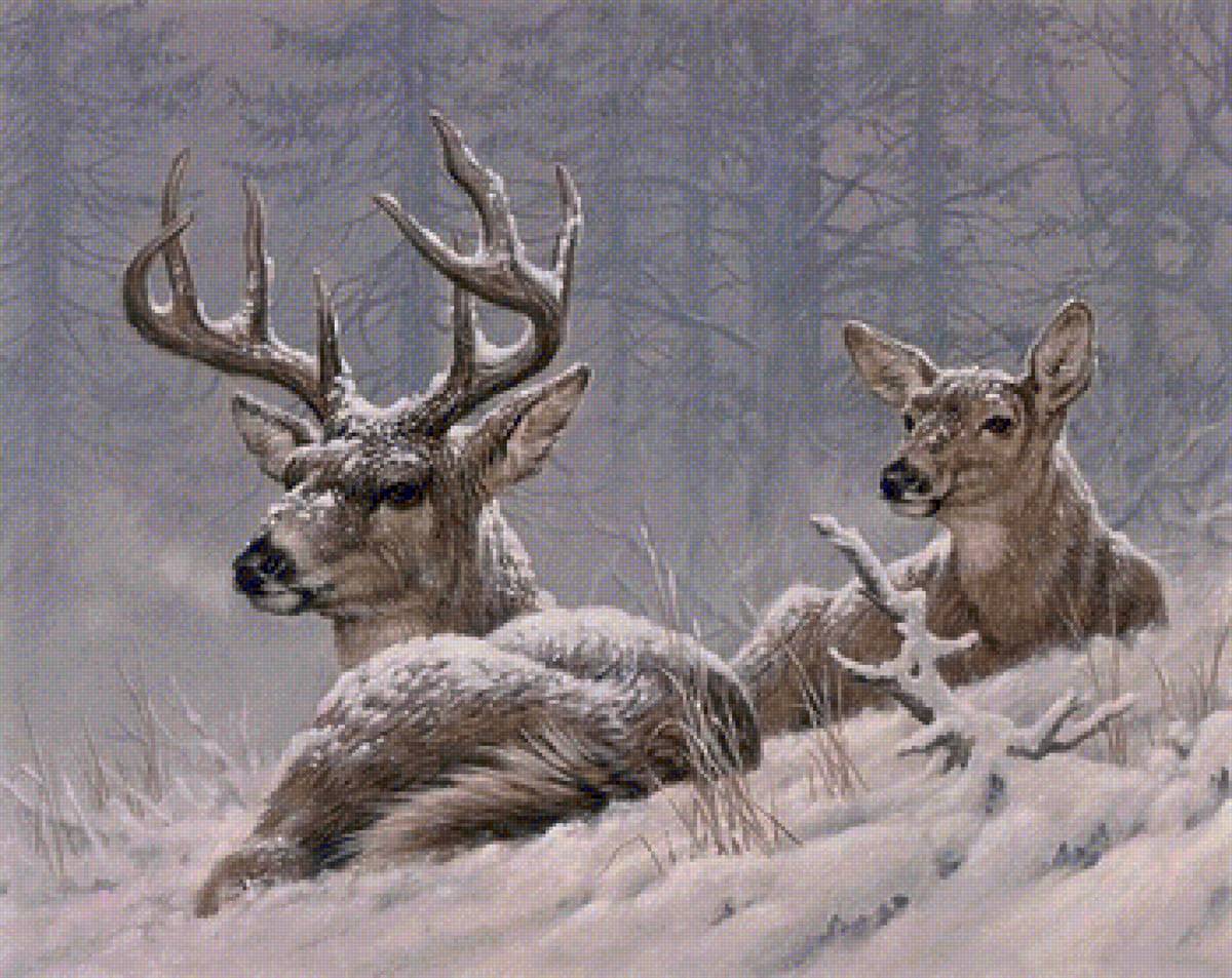 Winter deer - предпросмотр