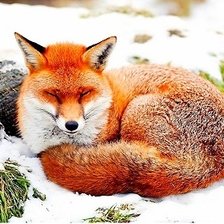 Схема вышивки «Лиса зимой»